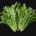 Mizuna Greens